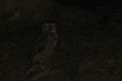 Bubo virginianus virginianus