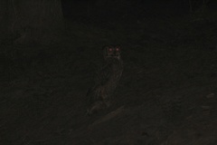 Bubo virginianus virginianus