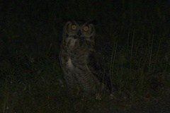 Bubo virginianus virginianus