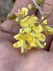 Erythrostemon pannosus