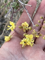 Erythrostemon pannosus