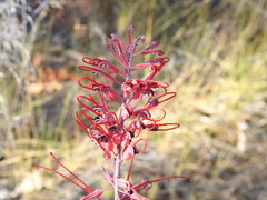 Grevillea dryandri