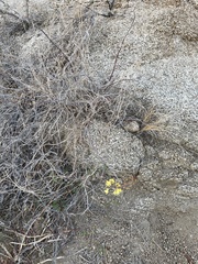 Erythrostemon pannosus