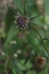 Saussurea subtriangulata