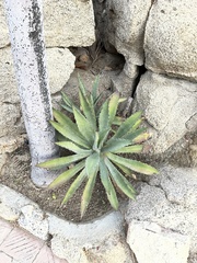 Agave aurea capensis