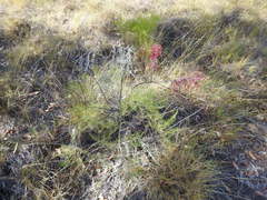 Grevillea dryandri
