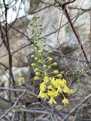 Erythrostemon pannosus
