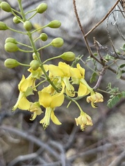 Erythrostemon pannosus