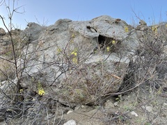 Erythrostemon pannosus