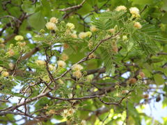 Albizia amara