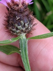 Centaurea debeauxii