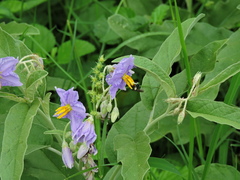 Pseudaugochlora graminea