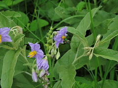 Pseudaugochlora graminea