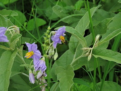 Pseudaugochlora graminea
