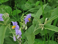 Pseudaugochlora graminea
