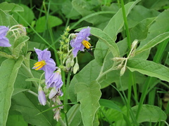 Pseudaugochlora graminea