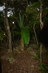 Cycas seemannii