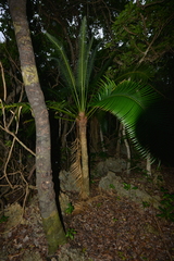 Cycas seemannii