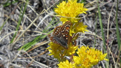 Euphydryas editha