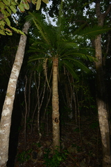 Cycas seemannii