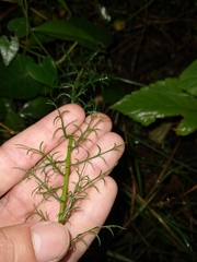 Baccharis ulicina