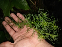 Baccharis ulicina