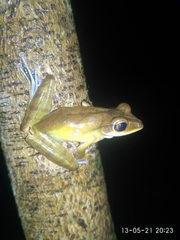 Polypedates occidentalis