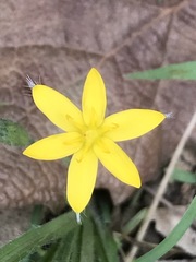 Hypoxis mexicana