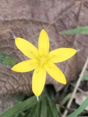 Hypoxis mexicana