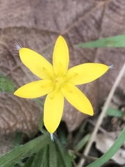 Hypoxis mexicana