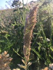 Phalaris caroliniana