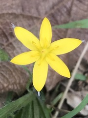 Hypoxis mexicana