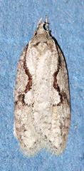 Semioscopis packardella