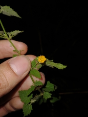 Pseudabutilon virgatum