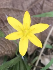 Hypoxis mexicana