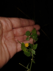 Pseudabutilon virgatum