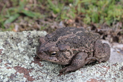 Incilius occidentalis