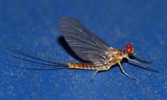 Ephemerella dorothea