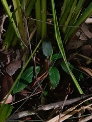Pterostylis nutans