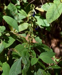 Salvia albocaerulea