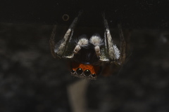 Habronattus pyrrithrix
