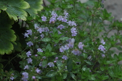 Thymus semiglaber