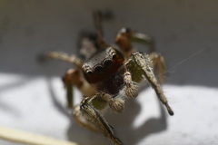 Habronattus pyrrithrix