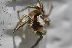 Habronattus pyrrithrix