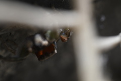 Habronattus pyrrithrix