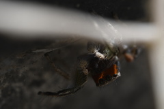 Habronattus pyrrithrix