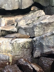 Arctocephalus galapagoensis