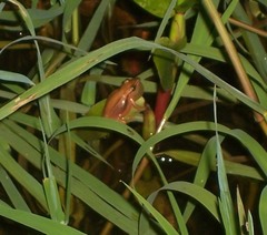 Scinax acuminatus