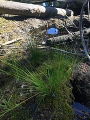Carex lapponica