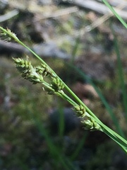Carex lapponica